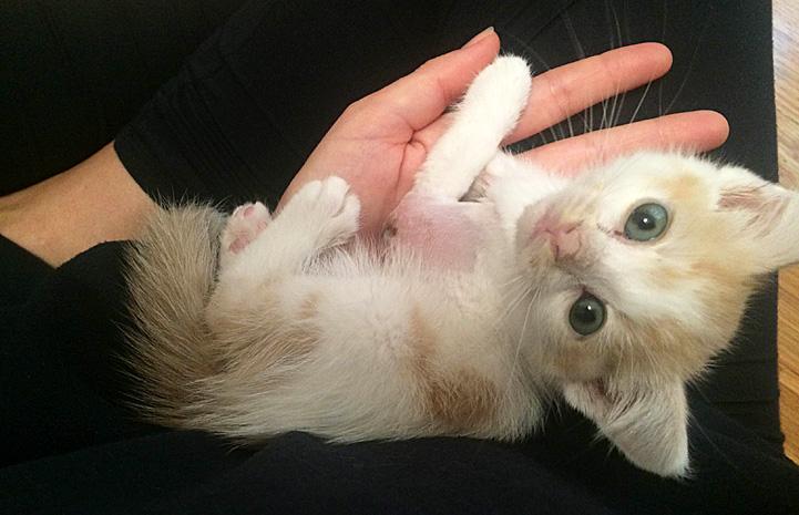 Injured-kitten-rescue-Network-partner-Luke1