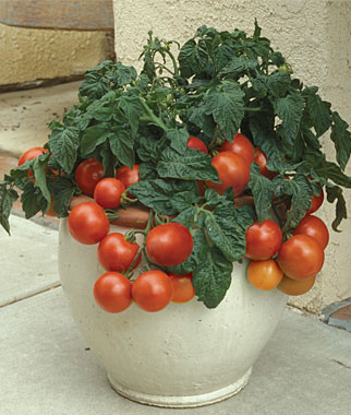 los-mejores-tomates-para-cultivar-en-maceta-01.jpg